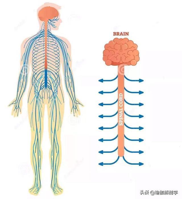 168体育6 个简单的瑜伽体式灵活脊柱预防脊柱病(图2)